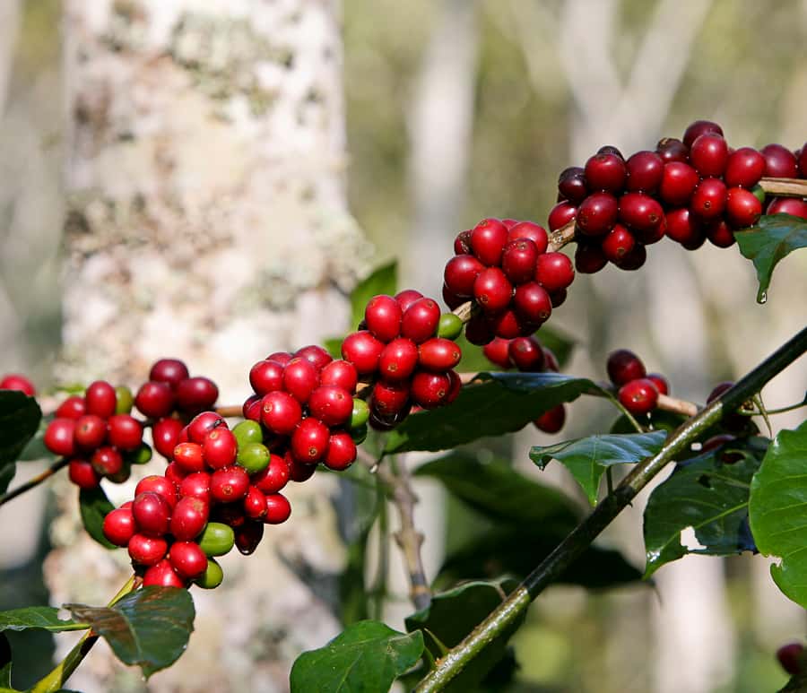 Jardín: Horseback Ride with Coffee Villa and Waterfall - Learning coffee at a mountain villa