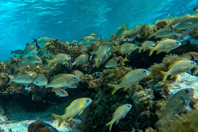 Johnny Kay and Aquarium Natural Full Day semi-private boat - The bay cruise gives you a look at San Andrés from the water