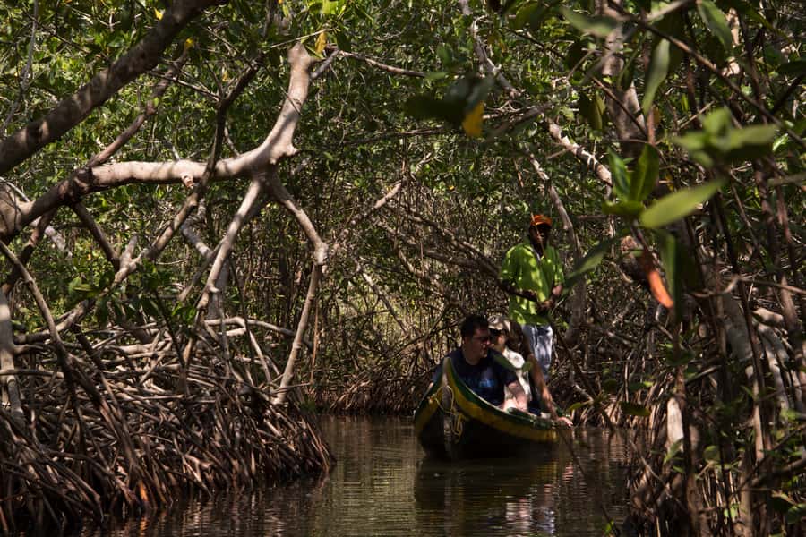 La Boquilla: 3-Hour Canoe Tour through the Mangroves - Five things to know before booking