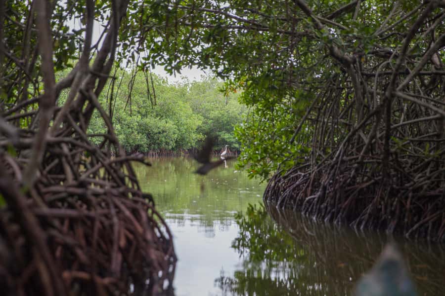 La Boquilla: 3-Hour Canoe Tour through the Mangroves - Entering the mangrove channels