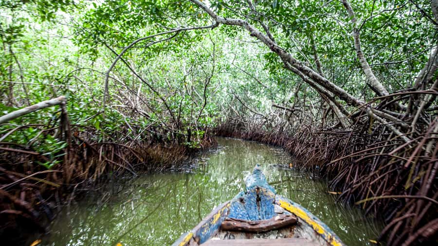 La Boquilla: 3-Hour Canoe Tour through the Mangroves - What the cultural lesson adds