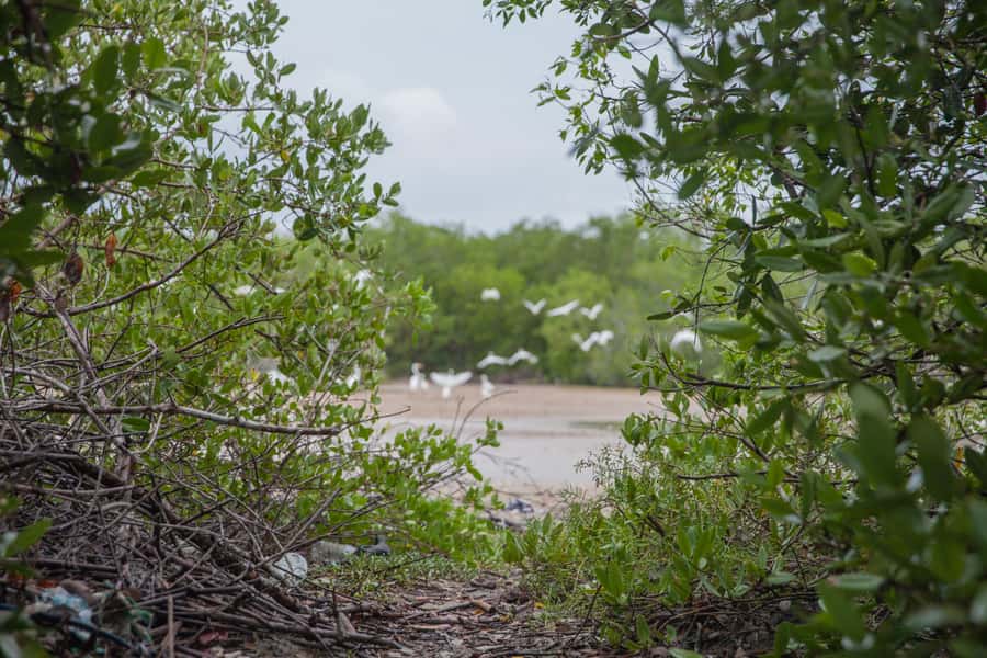 La Boquilla: 3-Hour Canoe Tour through the Mangroves - The island stop and coconut water