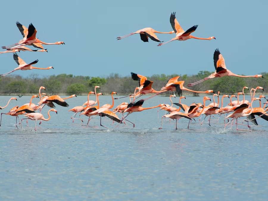 La Guajira: Manaure Salt Flats & Flamingos Day Trip - Why Manaure Makes a Strong First Stop