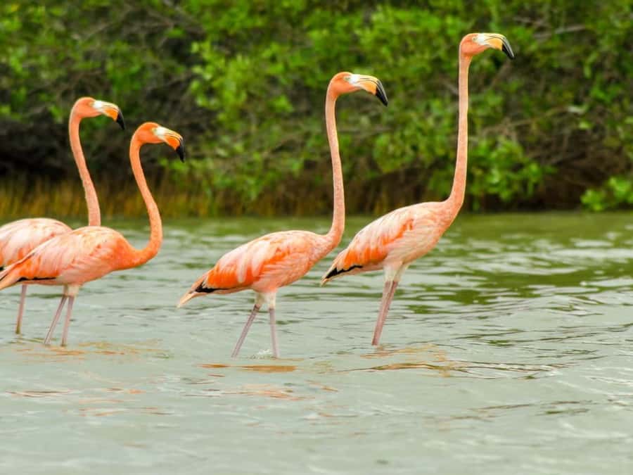 La Guajira: Manaure Salt Flats & Flamingos Day Trip - A Local Lunch Before the Afternoon Bird Search