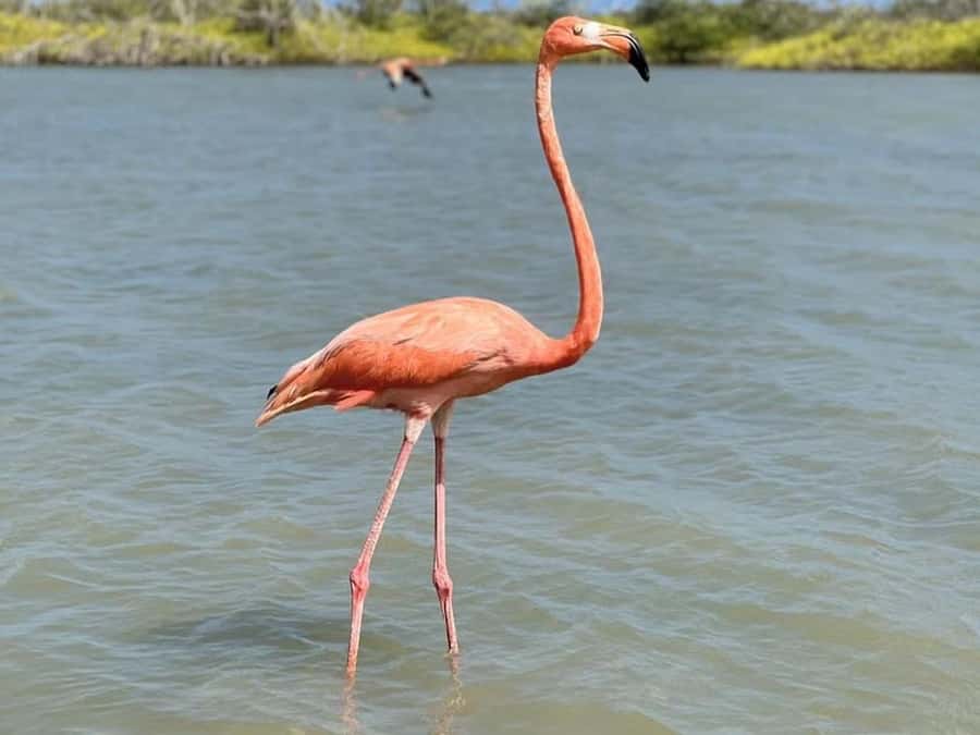 La Guajira: Manaure Salt Flats & Flamingos Day Trip - Los Flamencos Sanctuary and Its Many Habitats