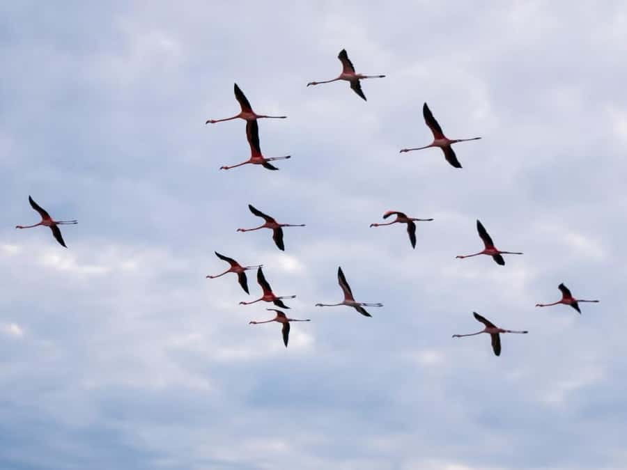 La Guajira: Manaure Salt Flats & Flamingos Day Trip - Timing, Flexibility, and Small Things to Know