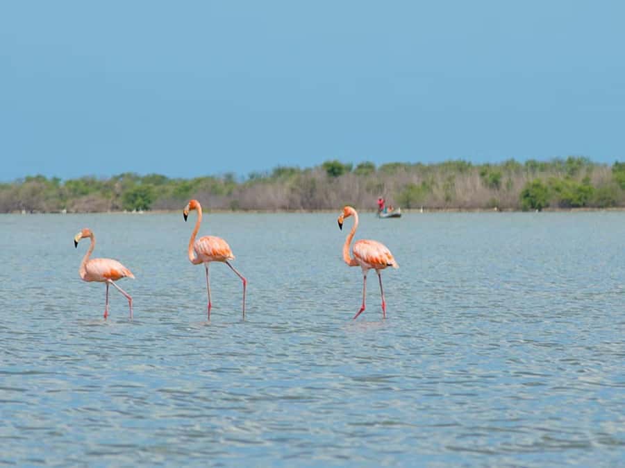La Guajira: Manaure Salt Flats & Flamingos Day Trip - The Drive From Riohacha Through La Guajira