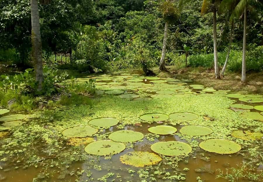 Leticia: Amazing Three Day Jungle Tours - From a Leticia hotel to the river