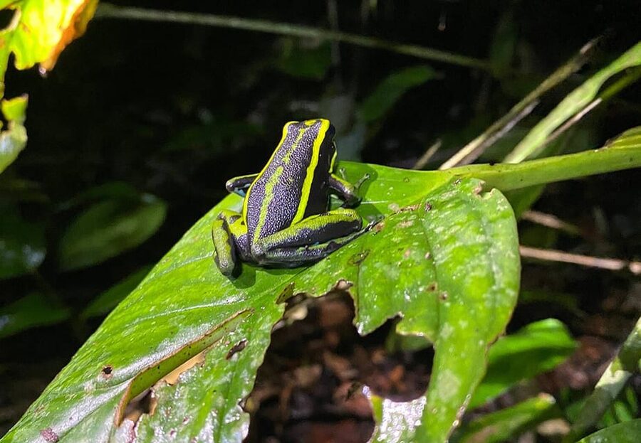 Leticia: Amazing Three Day Jungle Tours - Tarapoto lakes and a second chance at dolphins