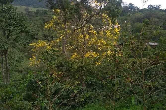 Luxury Coffee Plantation Private Tour (9 Hrs.) - The coffee you help pick
