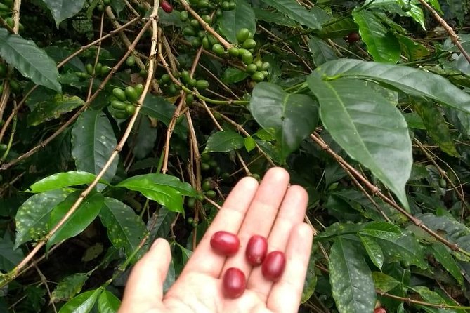 Luxury Coffee Plantation Private Tour (9 Hrs.) - Food, plants, animals, and the feel of the farm