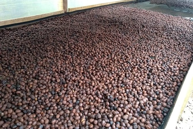 Luxury Coffee Plantation Private Tour (9 Hrs.) - The drive from Bogotá and the private format
