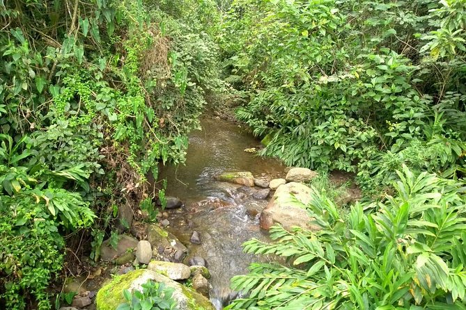 Luxury Coffee Plantation Private Tour (9 Hrs.) - What to wear and how to prepare