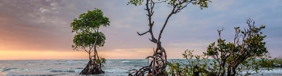 Mangroves, cultural fishing, black heritage town and lunch - A local lunch with coconut and seafood