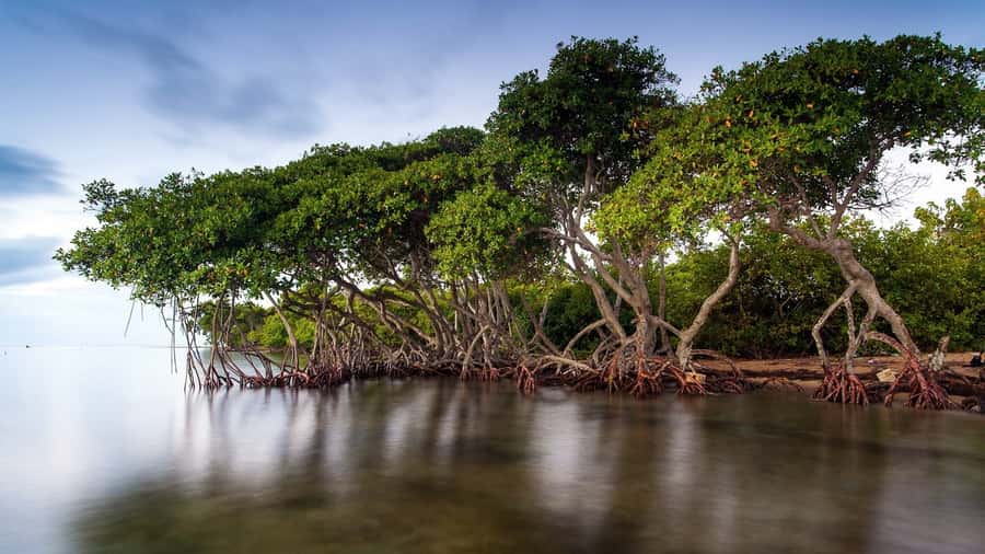 Mangroves, cultural fishing, black heritage town and lunch - What the private format really means