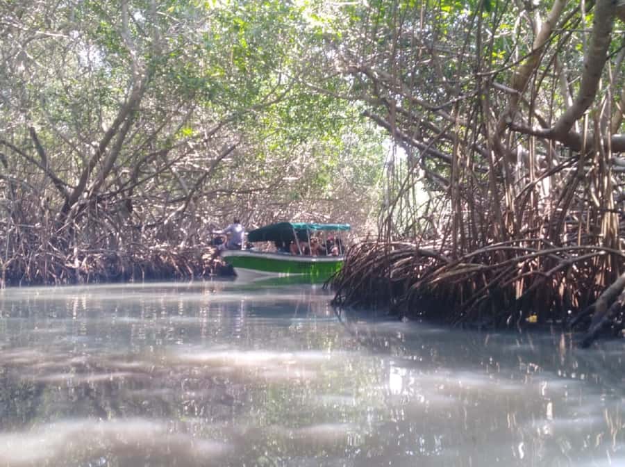 Mangroves, cultural fishing, black heritage town and lunch - My verdict on La Boquilla and the mangroves