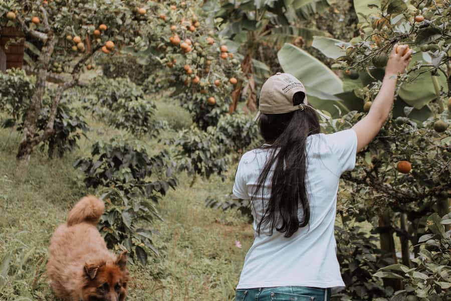 MEDELLÍN: Beekeeping Experience in coffee farm - Putting on the beekeeper suit