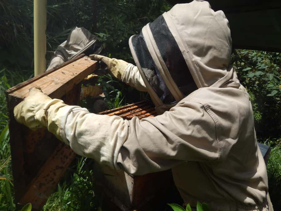 MEDELLÍN: Beekeeping Experience in coffee farm - Honey tasting and farm snacks