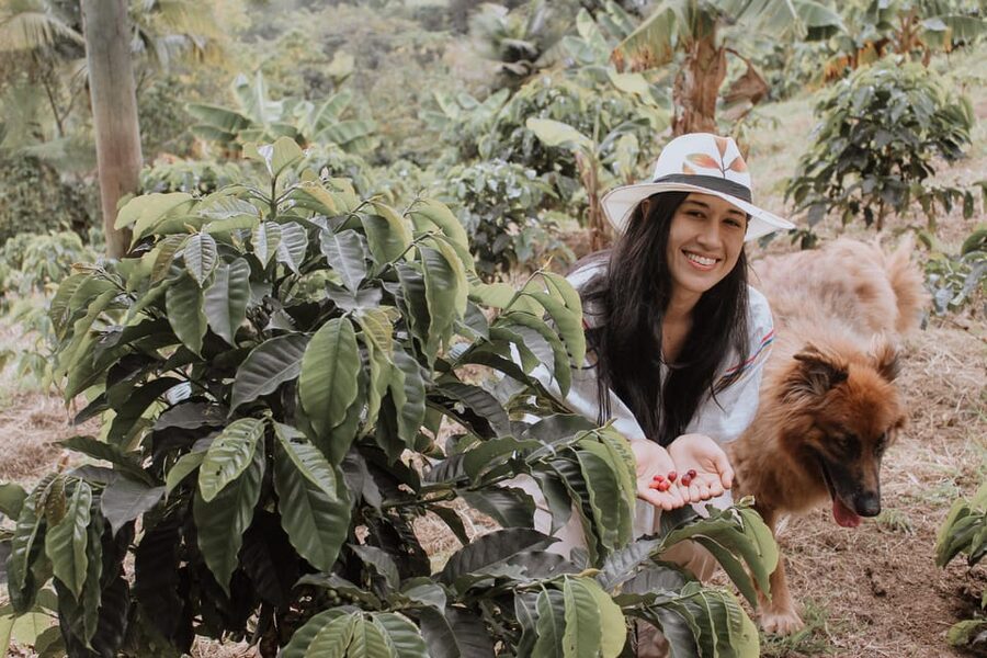 MEDELLÍN: Beekeeping Experience in coffee farm - Picking fruit and spotting pollinators