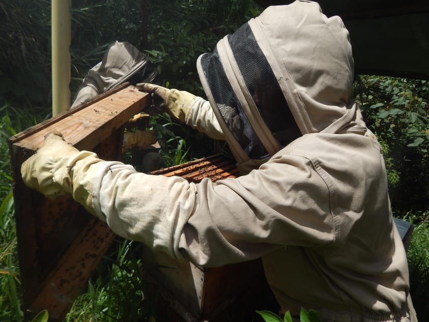MEDELLÍN: Beekeeping Experience in coffee farm - Timing, languages, and group size