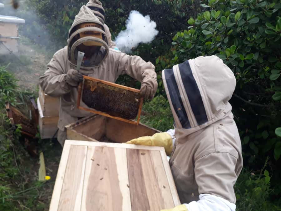 MEDELLÍN: Beekeeping Experience in coffee farm - Learning how bees support the farm