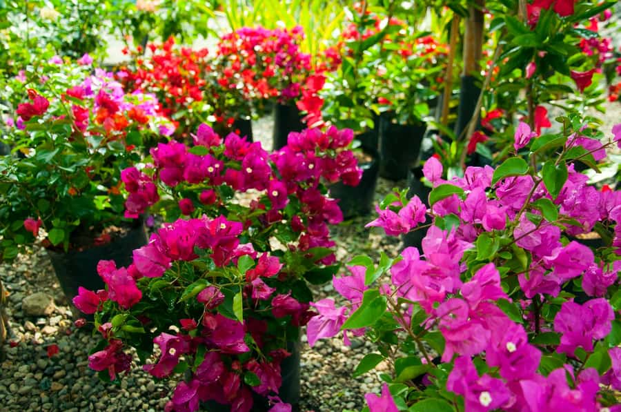 Medellín: Botanical Garden and Arvi Park City Tour - Arví Park: where the tour earns its nature credentials