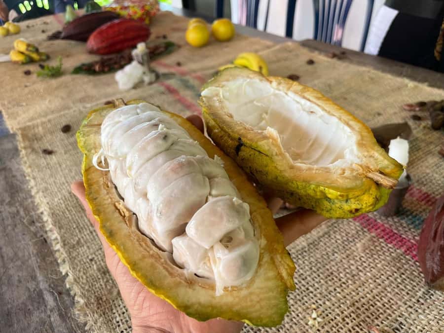 Medellín: Chocolate Tour & Exfoliation in beautiful river - Who will enjoy this day most?