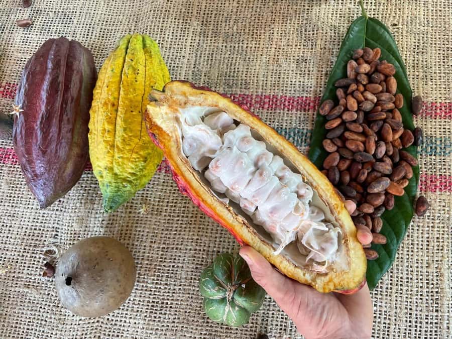 Medellín: Chocolate Tour & Exfoliation in beautiful river - Four hours at a family cacao farm near San Francisco
