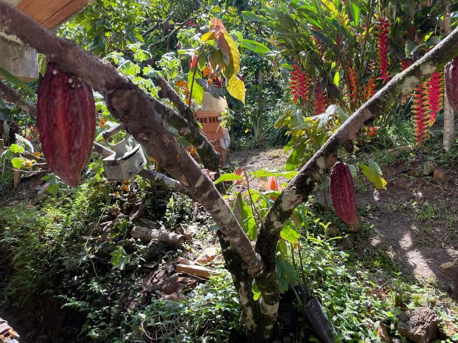 Medellín: Chocolate Tour & Exfoliation in beautiful river - Breakfast and lunch at the farm