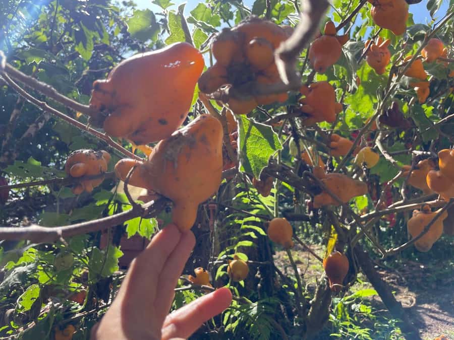 Medellín: Chocolate Tour & Exfoliation in beautiful river - Pailania and the return toward Medellín