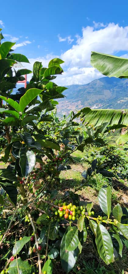 Medellin: Coffee Farm Tour & Spa with Overnight Glamping - Language, timing, and practical planning