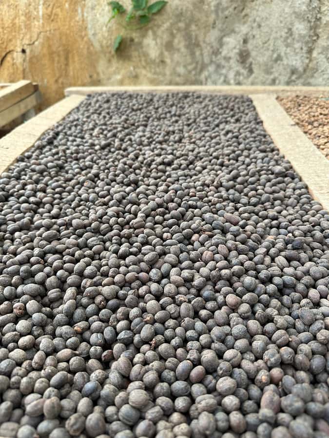 Medellín Coffee Farm Tour with Trolley and Cable Car Ride - Key points to know before you book