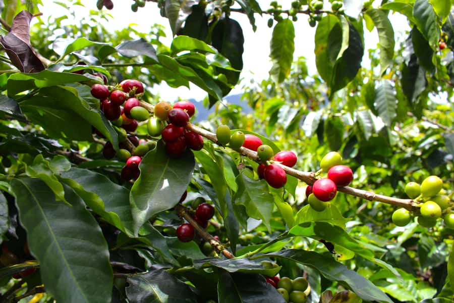Medellín Coffee Farm Tour with Trolley and Cable Car Ride - Coffee tasting, local snacks, and the final cup