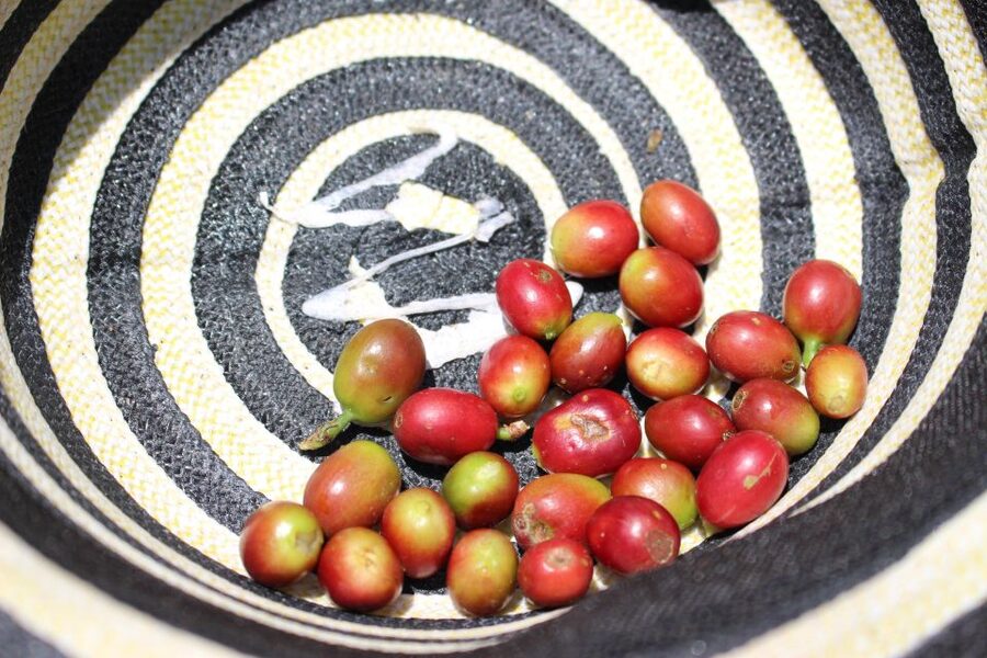 Medellin: Coffee Tour with Hotel Transfers and Meals - Coffee tasting with French press and pour-over