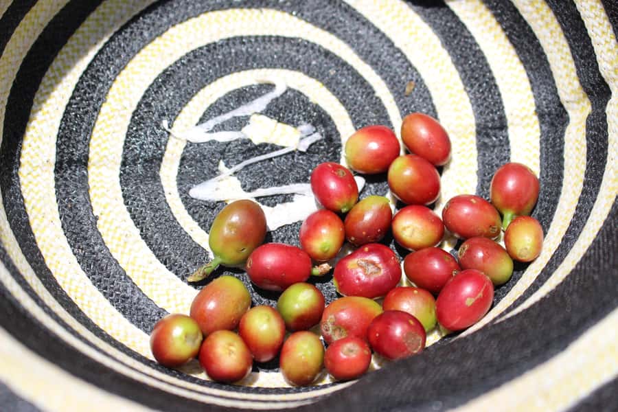 Medellin: Coffee Tour with Hotel Transfers and Meals - Lunch on the Casagrande balcony