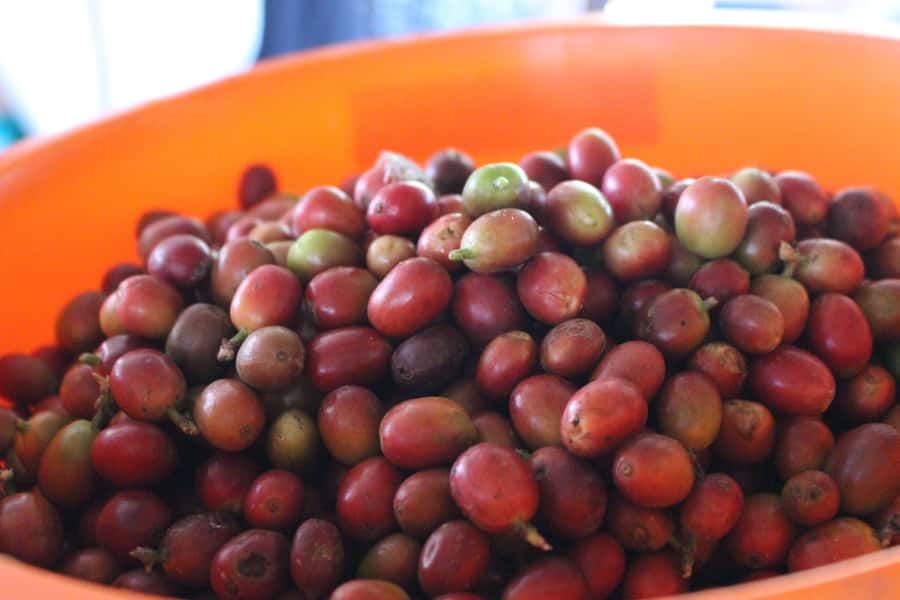 Medellin: Coffee Tour with Hotel Transfers and Meals - The optional horseback ride and steep paths