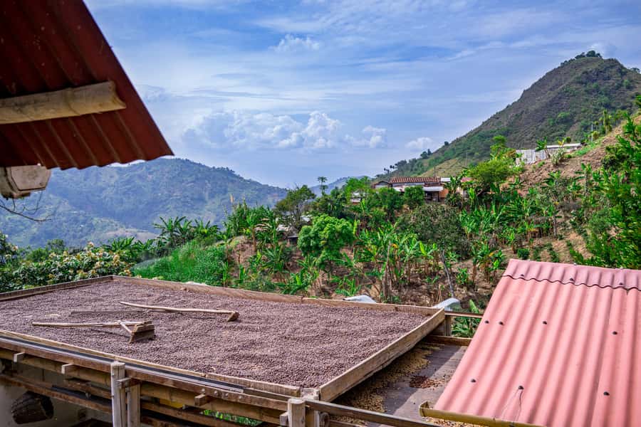 Medellin: Coffee Tour with Transport, Snacks and Tastings - Key Things to Know Before You Go