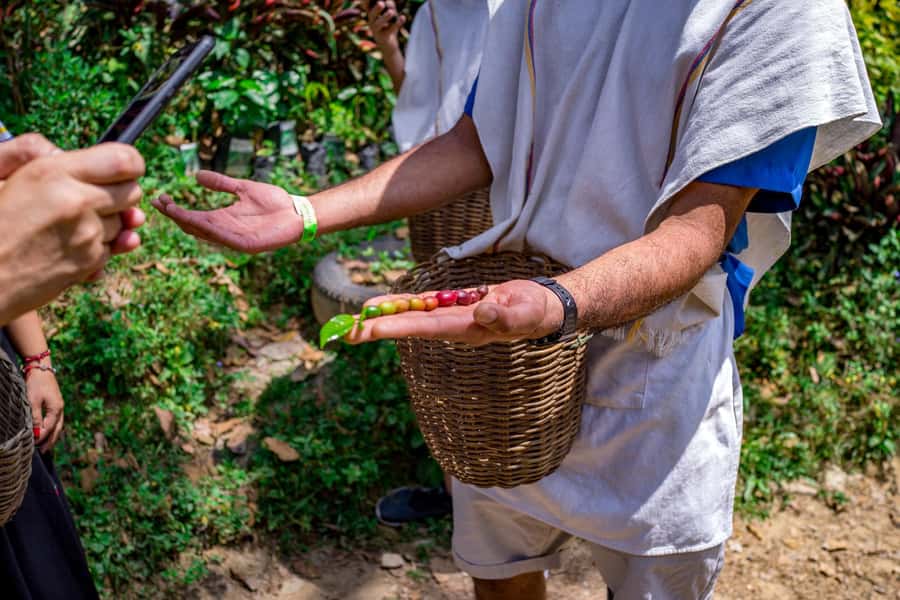 Medellin: Coffee Tour with Transport, Snacks and Tastings - Why This Coffee Tour Works So Well