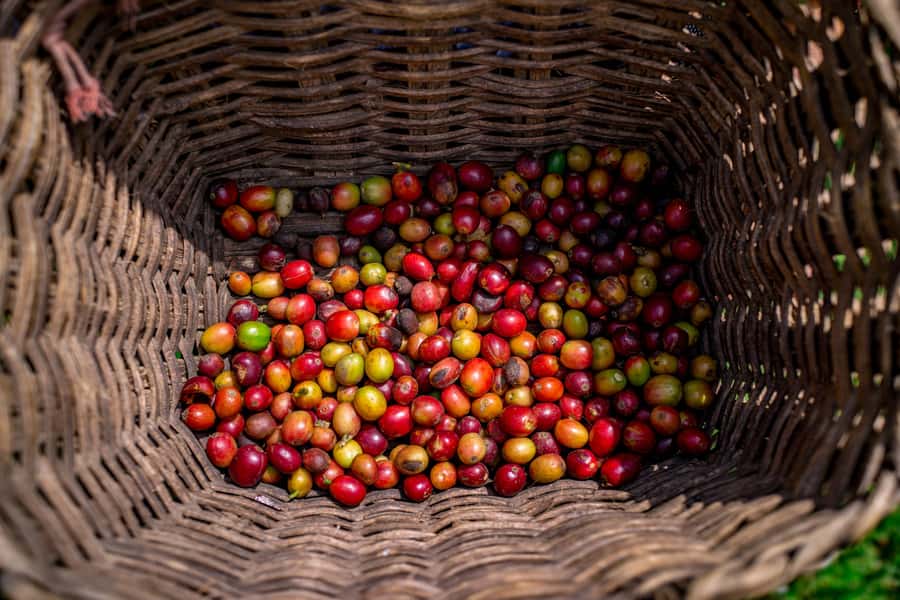 Medellin: Coffee Tour with Transport, Snacks and Tastings - Dressing Like an Arriero at D’Arrieros