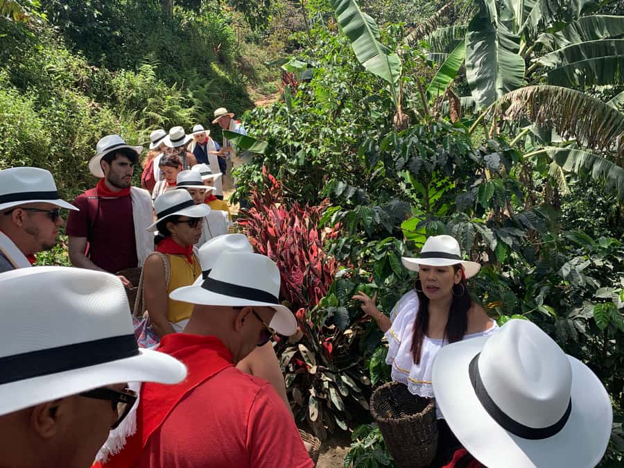 Medellin: Coffee Tour with Transport, Snacks and Tastings - Optional Horseback Riding Through the Hills