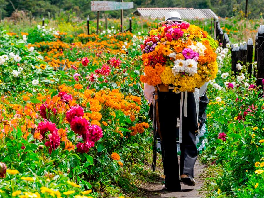 Medellín: Flower Farm & Silletero History Tour - Why the silletero tradition matters in Medellín