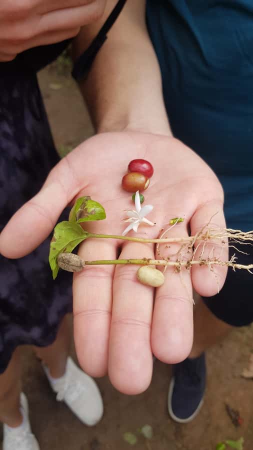 Medellin: Guatape, El Peñol Coffee Farm Private Tour & Fruit - The guides make or break the experience