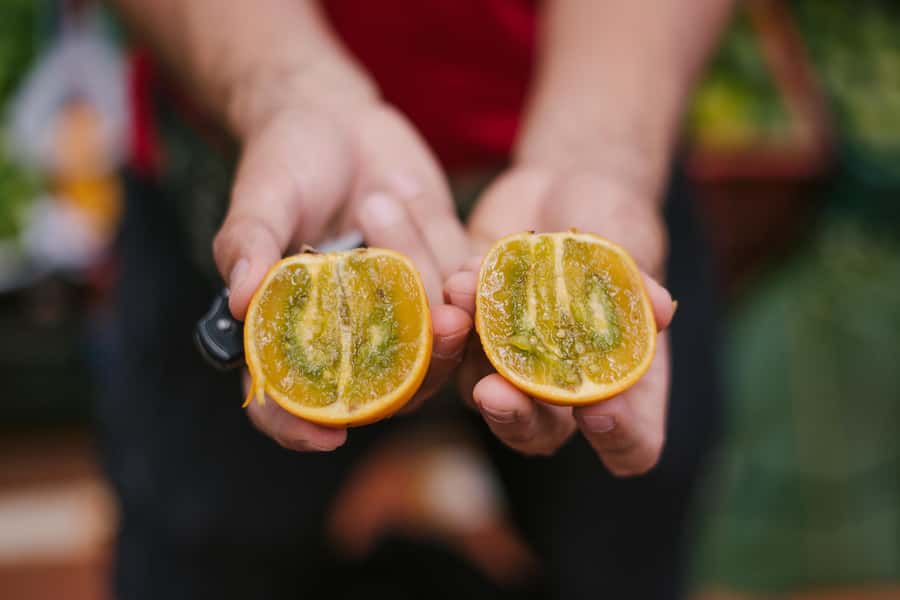 Medellín: Guided Exotic Fruits Tour - My Verdict on the Minorista Fruit Tour