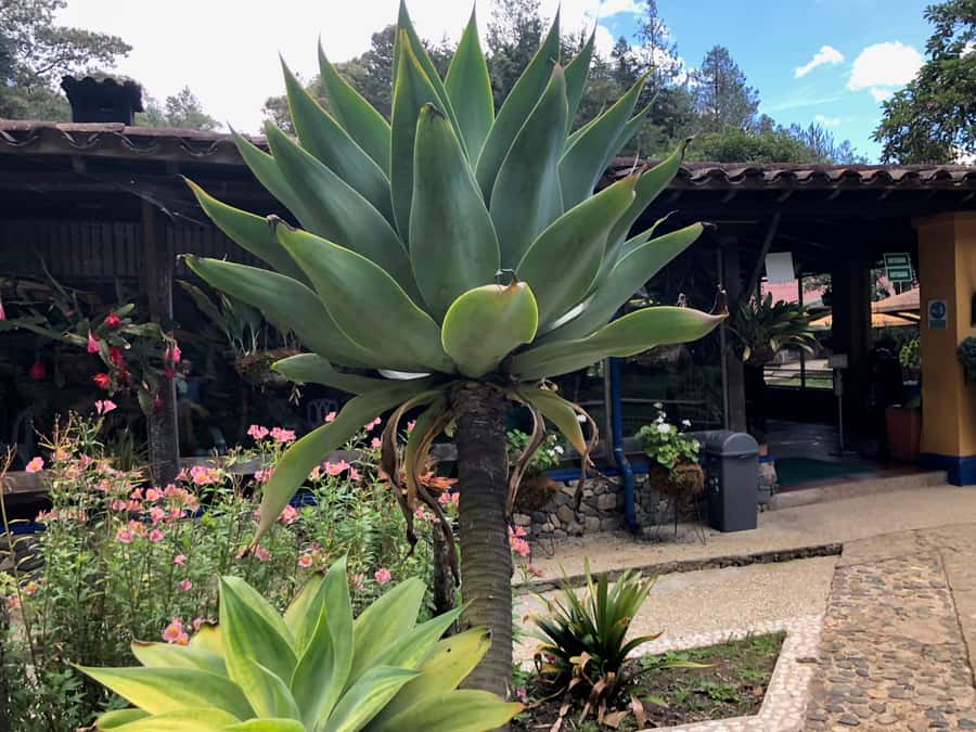 Medellín: Half-Day Private Colonial Towns Tour - San Antonio de Pereira and its local flavor