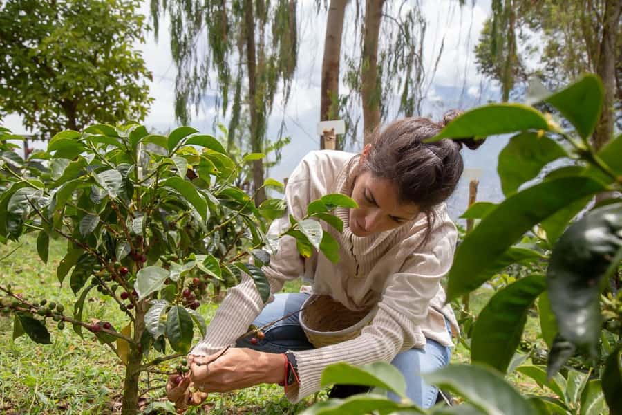 Medellin: Horseback Riding Coffee Farm Tour with Coffee Spa - From Arvi Station Into Antioquia’s Coffee Hills