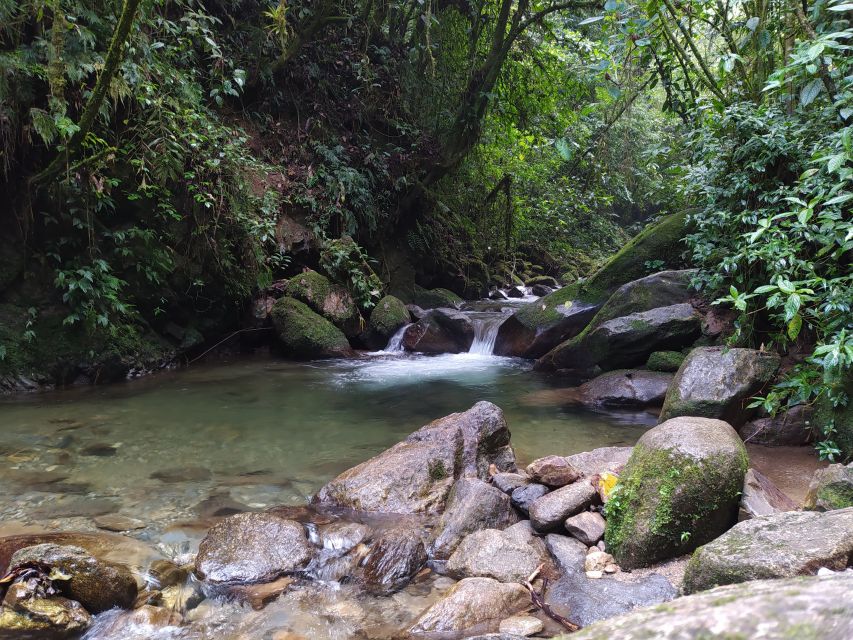 Medellín: Nature Experience & Waterfall-Hike - What the Andean forest adds to the outing