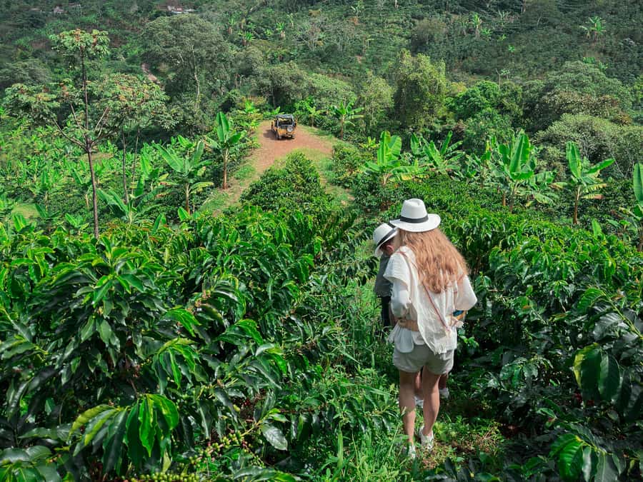 Medellín: Private Half-Day Coffee Tour at Local Family Farm - Why this nearby farm works so well