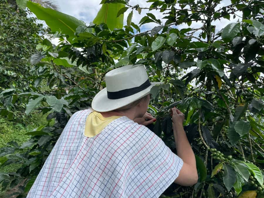 Medellín: Private Half-Day Coffee Tour at Local Family Farm - Is $85 per person a fair price?