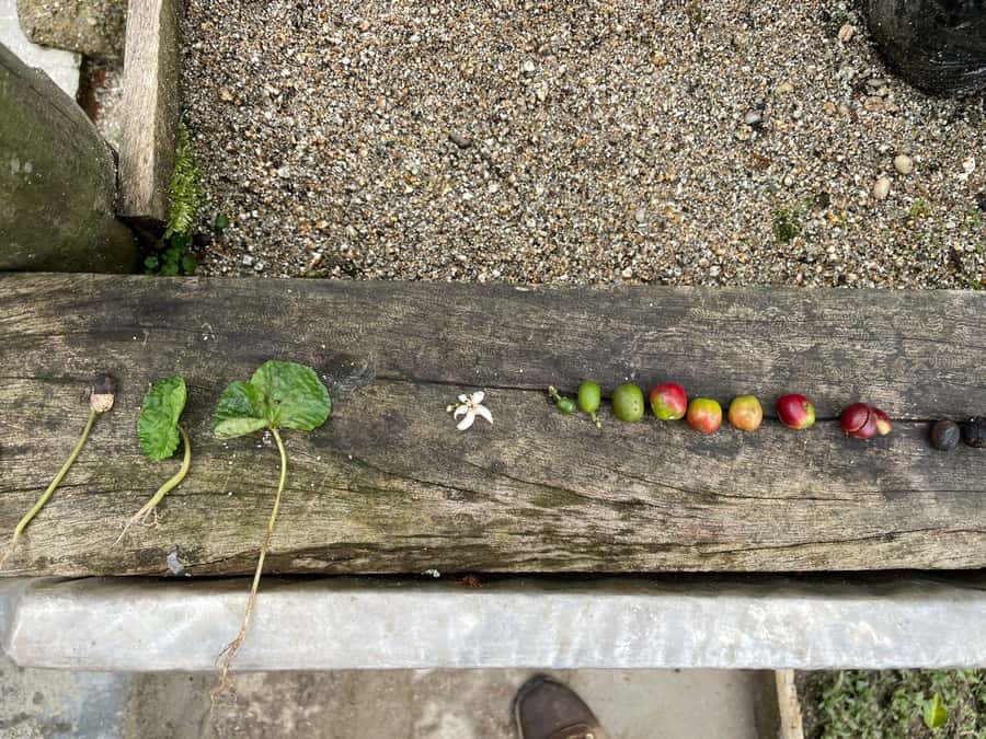 Medellín: Private Half-Day Coffee Tour at Local Family Farm - Who should book this coffee tour?