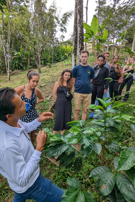 Medellin to Fredonia for a Coffee Day Tour - From coffee plant to picked bean